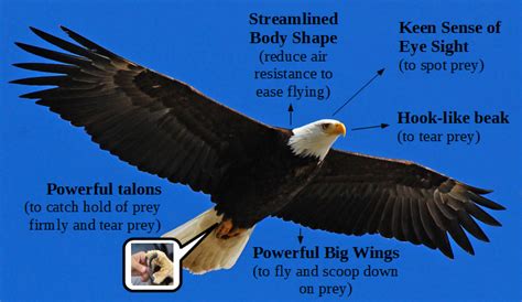 what is the physical sign of an eagle hunting|Eagles: Birds of Prey and Their Hunting Adaptations.